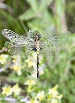 A Teneral Belted Whiteface Leucorrhinia proxima Dragonfly on Vegetation photo