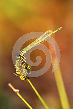 Teneral Damselfly on Sedge     48900 photo
