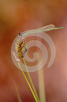 Teneral Damselfly on Sedge     48904 photo
