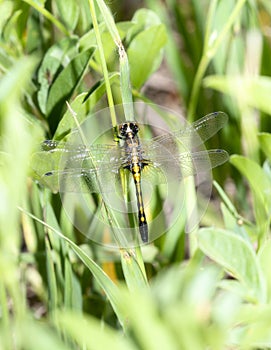 A Teneral Female Dot-tailed Whiteface Leucorrhinia intacta Dragonfly on Vegetation photo