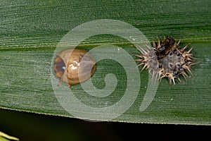 Teneral stage Scale-feeding Lady Beetle photo