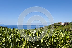 Tenerife - Banana Plantation,  Ocean and blue Sky