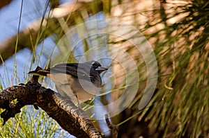 Tenerife blue chaffinch.