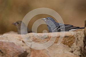 Tenerife blue chaffinches.