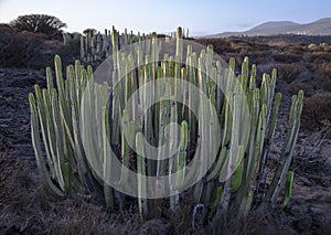 Tenerife.Candelabra tree (Euphorbia candelabrum) photo