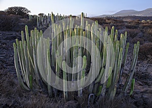 Tenerife.Candelabra tree (Euphorbia candelabrum)