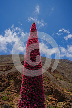 Tenerife landscape with flower Echium wildpretii