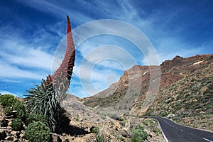 Tenerife landscape with flower Echium wildpretii photo
