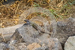 Tenerife lizard or Western Canarien Lizard, Tizon, Gallotia Galloti on volcanic stones in the North of Tenerife, Canary Islands, S photo