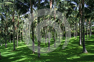 Tenerife Loro Parque - palms photo