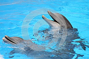 Tenerife Loro Parque photo