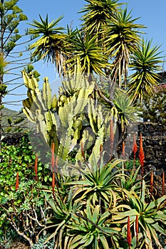Tenerife nature and flora