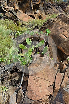 Tenerife nature and flora