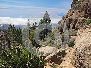 Tenerife seen from high mountain next to Roque Nublo