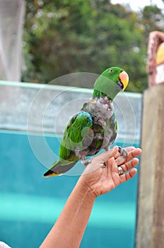 Tenerife, Spain 03.20.2018: Prezentation of parrots in the Jungle park, as a zoological centre