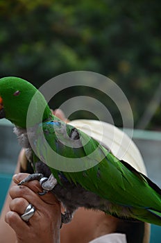 Tenerife, Spain 03.20.2018: Prezentation of parrots in the Jungle park, as a zoological centre