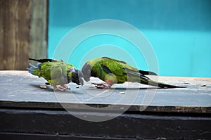Tenerife, Spain 03.20.2018: Prezentation of parrots in the Jungle park, as a zoological centre
