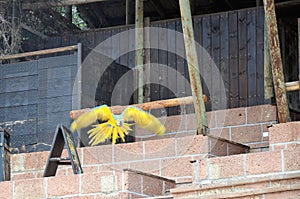 Tenerife, Spain 03.20.2023: Prezentation of parrots in the Jungle park, as a zoological centre