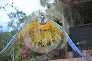 Tenerife, Spain 03.20.2023: Prezentation of parrots in the Jungle park, as a zoological centre
