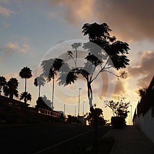 Tenerife Sunset trees