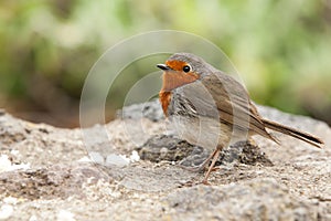 Teneriferoodborst, Tenerife Robin, Erithacus rubecula superbus