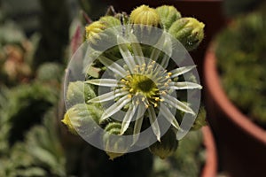 `Teneriffe Houseleek` flower and buds - Sempervivum Ciliosum