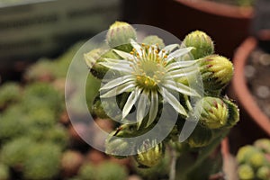 `Teneriffe Houseleek` flower and buds - Sempervivum Ciliosum