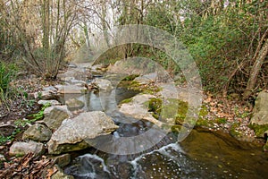 The Tenes river with riverine forest