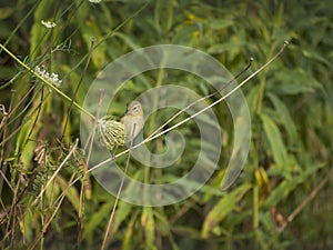 Tenesse Warbler
