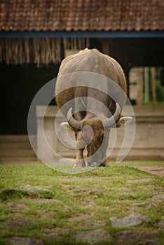 Water Buffalo in the Village of Tenganan, Bali. photo