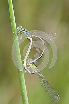 Tengere grasjuffer, Small Bluetail, Ischnura pumilio