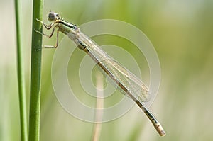 Tengere grasjuffer, Small Bluetail, Ischnura pumilio