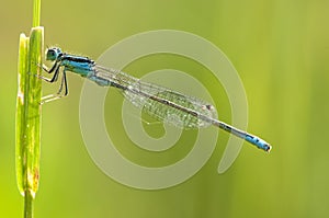 Tengere grasjuffer, Small Bluetail, Ischnura pumilio photo