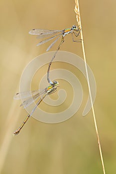 Tengere pantserjuffer, Small Spreadwing, Lestes virens