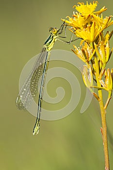 Tengere pantserjuffer, Small Spreadwing, Lestes virens