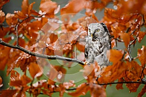 Tengmalm`s Owl - Aegolius funereus