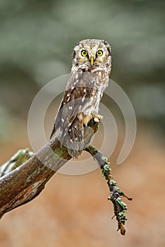Tengmalm`s Owl - Aegolius funereus
