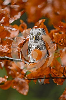 Tengmalm`s Owl - Aegolius funereus