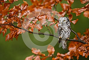 Tengmalm`s Owl - Aegolius funereus