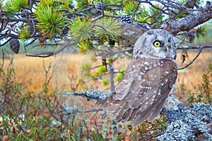 Tengmalm's owl near nest