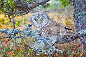 Tengmalm's owl near nest