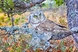 Tengmalm's owl near nest