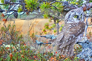 Tengmalm`s owl near nest