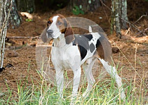 Tennesee Treeing Walker Coonhound