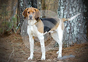 Tennesee Treeing Walker Coonhound