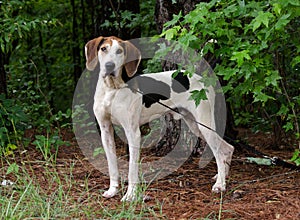 Tennesee Treeing Walker Coonhound