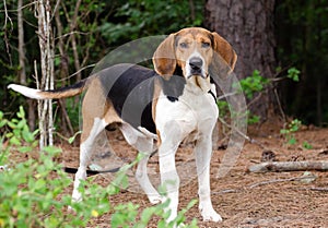Tennesee Treeing Walker Coonhound