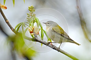 Tennesse Warbler (Vermivora peregrina) on Branch