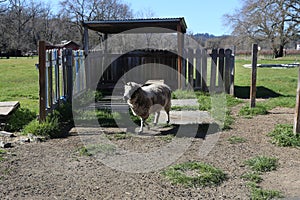 Tennessee fainting goat.  A smaller goat and easy to care than larger goats.  They are smarter, intelligent and easy to keep