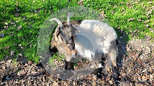 Tennessee fainting goat.  A smaller goat and easy to care than larger goats.  They are smarter, intelligent and easy to keep